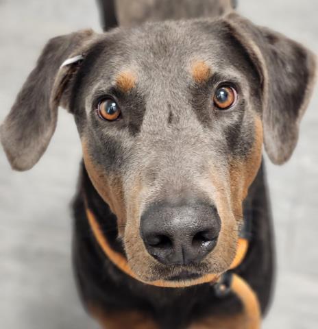 Dawson Leery - Male - Doberman Pinscher