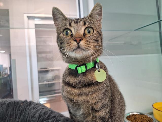 Kennedie - Female - Domestic SH