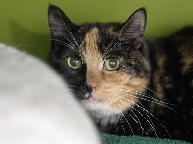 Kattanna - Female - Domestic SH