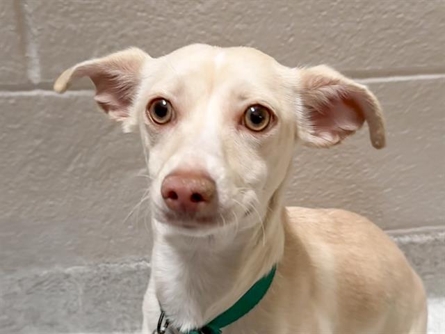 Butterfinger - Female - Chihuahua-Mix