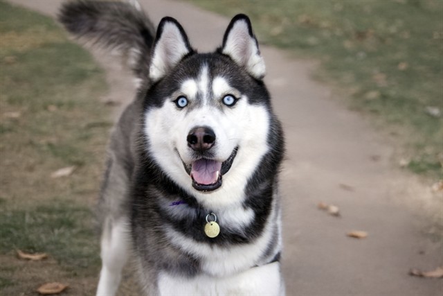 Beru - Male - Siberian Husky