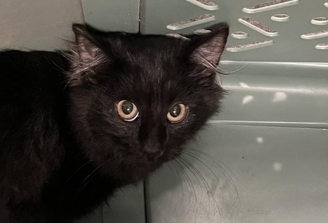 Moon Pie - Female - Domestic SH
