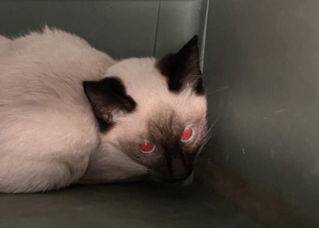Blueberry - Female - Domestic SH