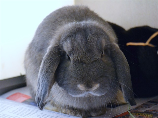 Sugar - Female - Holland Lop