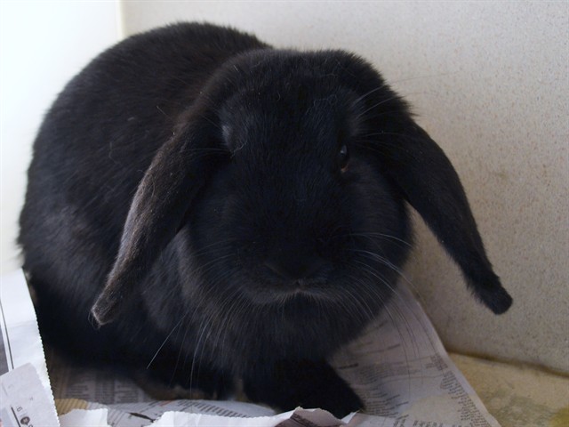 Plum - Female - Holland Lop