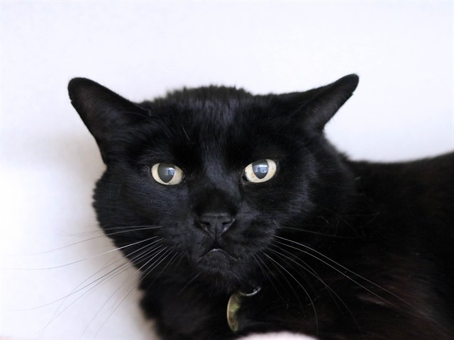 Charlie - Male - Domestic LH