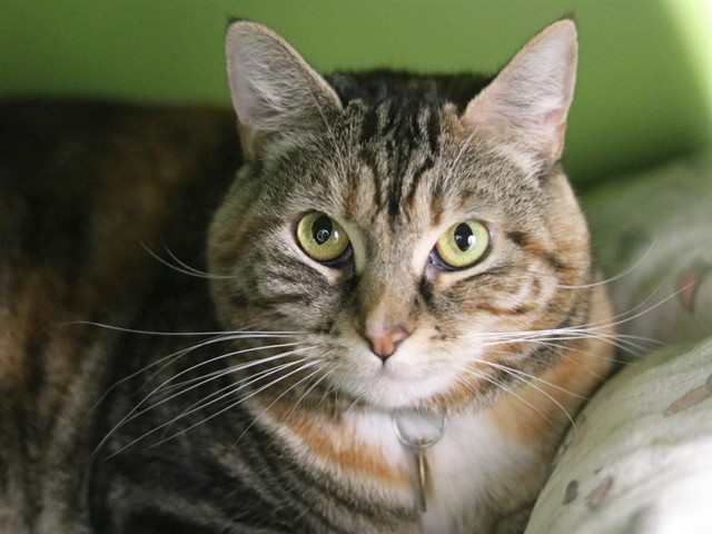 Bonnie - Female - Domestic SH