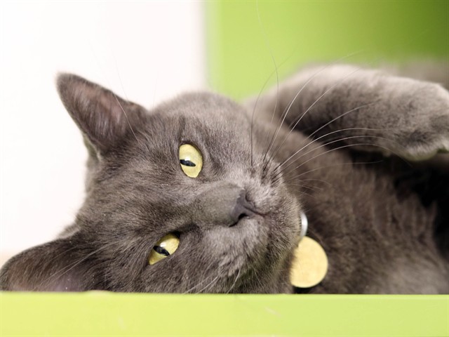 Clyde - Male - Domestic SH