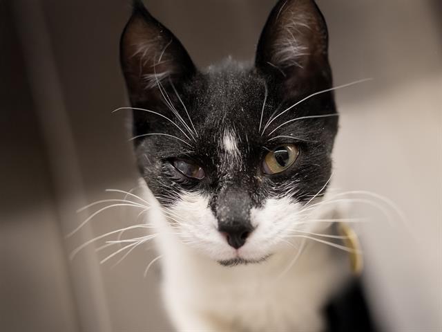 Bennett - Male - Domestic SH