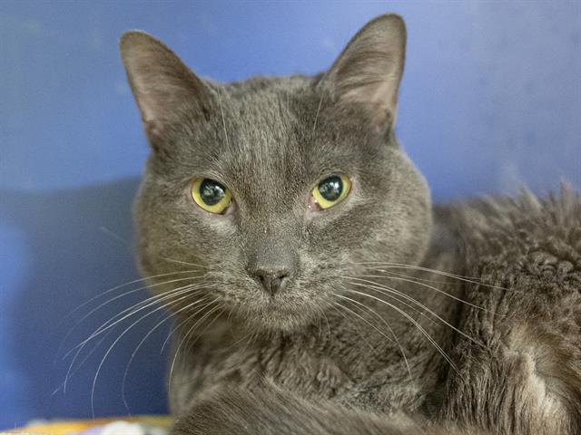 Baldur - Male - Domestic MH