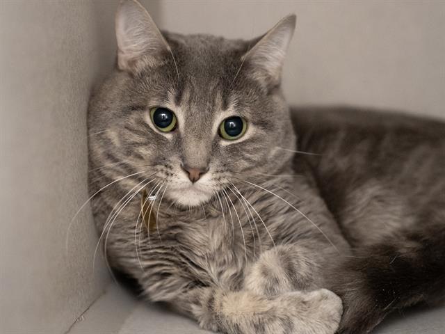 Whisper - Male - Domestic SH