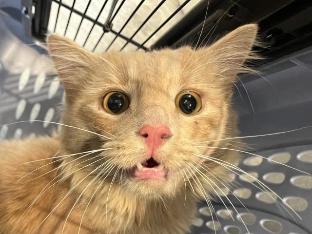 Popcorn - Male - Domestic LH