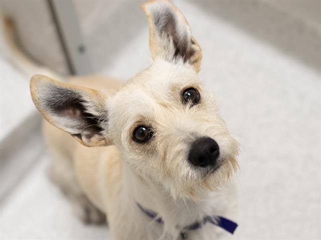Milo - Male - Terrier-Mix