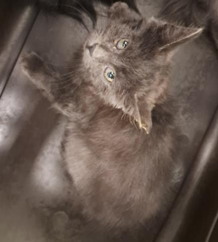 Gollum - Female - Domestic LH