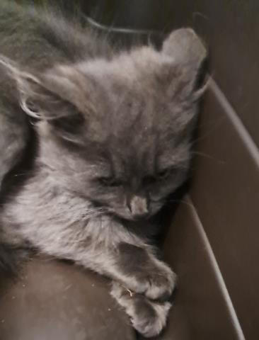 Sauron - Male - Domestic SH