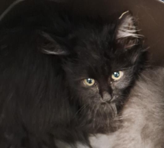 The One Ring - Male - Domestic LH