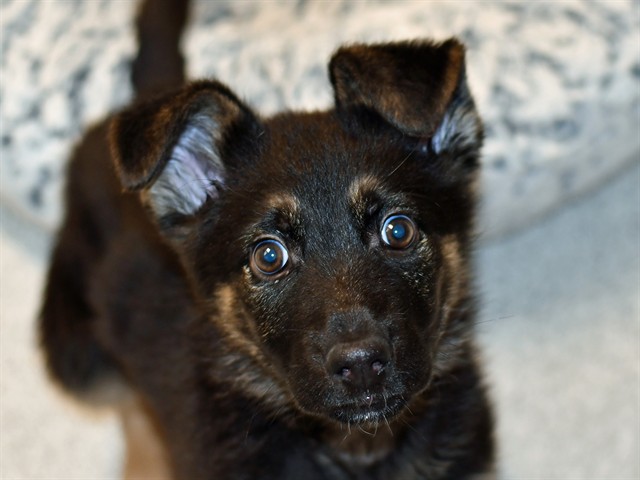 Athena - Female - German Shepherd
