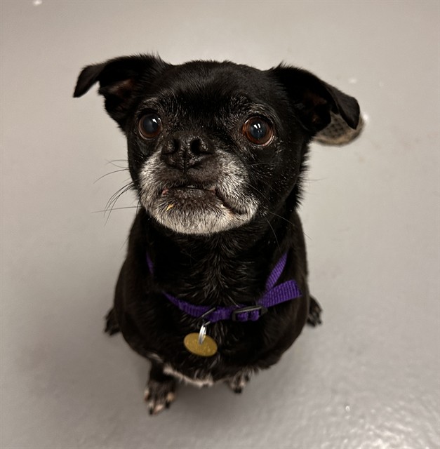 Leroy - Male - Pug-Chihuahua