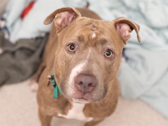 Skye - Female - Pit Bull-Mastiff
