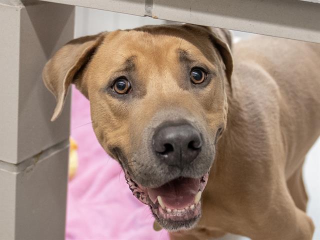 Duke - Male - Pit Bull-Mastiff