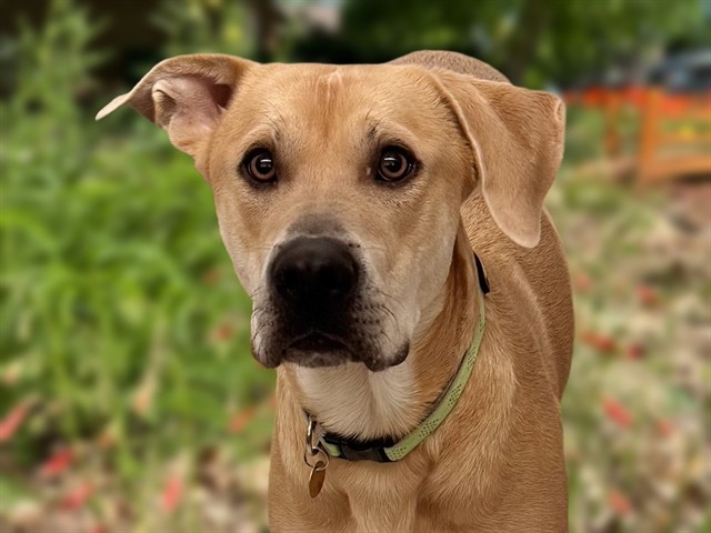 Clay - Male - Nonspecific-Mix