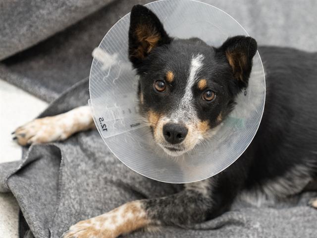 Violet - Female - Australian Cattle Dog