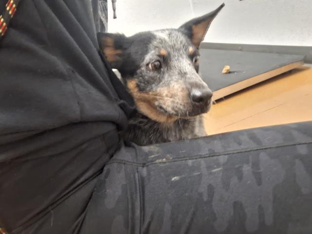 Aster - Female - Australian Cattle Dog