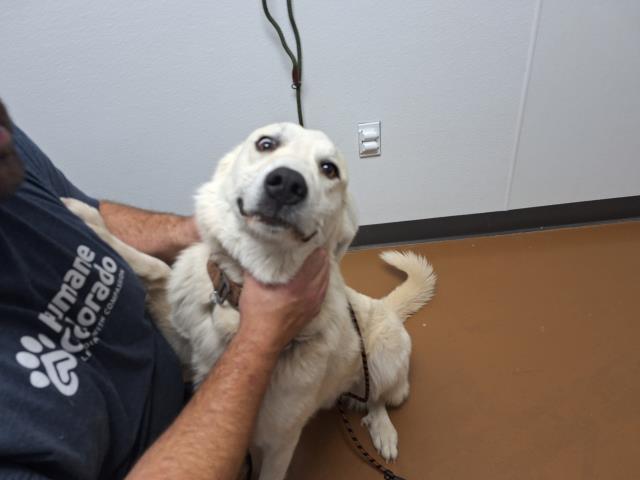 Bear - Male - Great Pyrenees