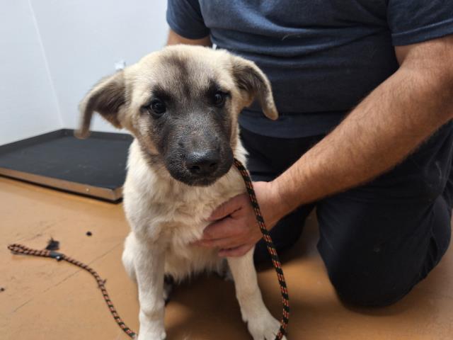 Bonita - Female - Anatolian