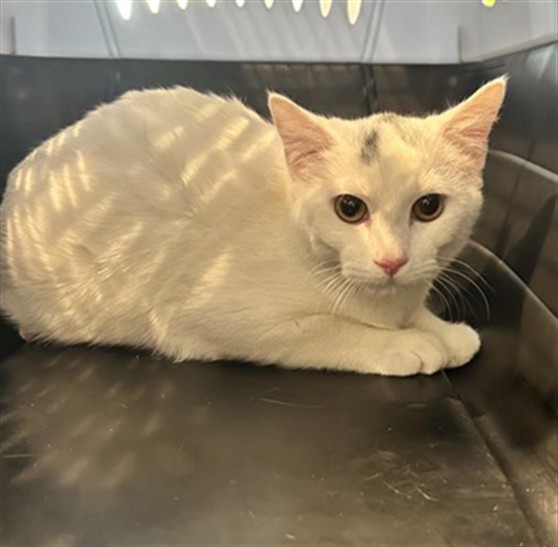 Stormy - Female - Domestic SH