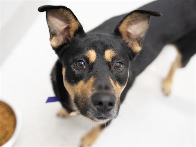 Chokis - Male - German Shepherd-Mix