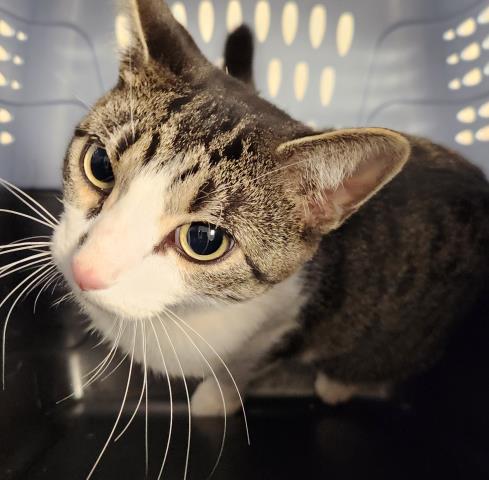 Beryl - Female - Domestic SH
