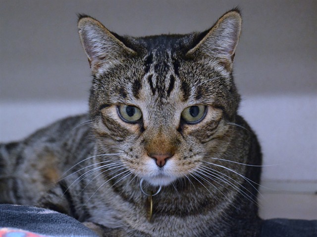 Kenobi - Male - Domestic SH