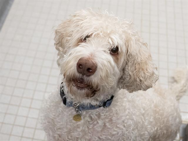 Bella - Female - Standard Poodle-Labrador Retriever