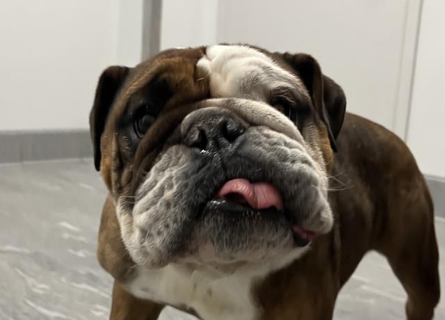 Bacon - Male - English Bulldog