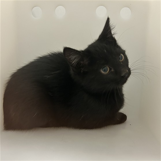 Soot Sprite - Unknown - Domestic SH