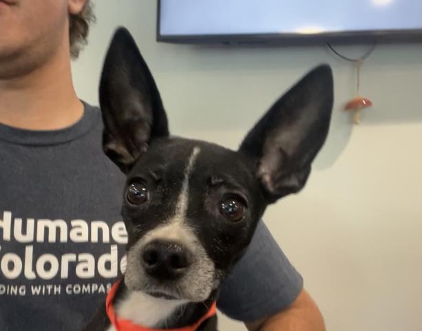 Archer - Male - Chihuahua