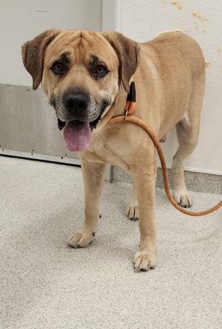  - Male - Mastiff-Mix