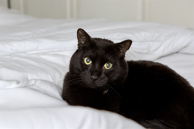 Khaniki - Male - Domestic SH