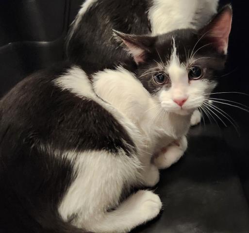  - Female - Domestic SH