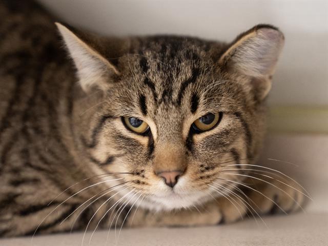 Darcy - Male - Domestic SH