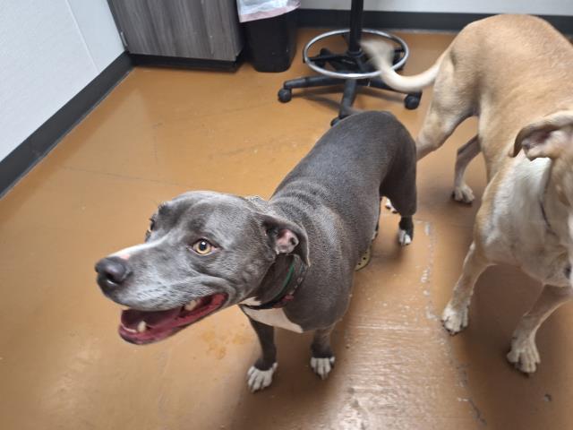 Brookie - Female - Pit Bull
