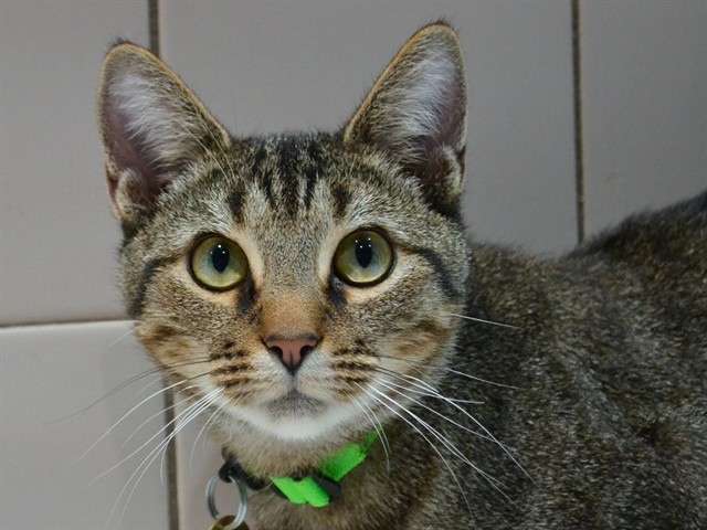 Spork - Female - Domestic SH