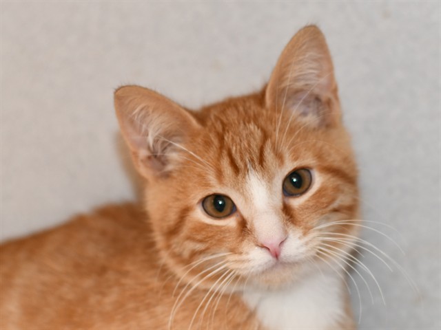 Scott - Male - Domestic SH