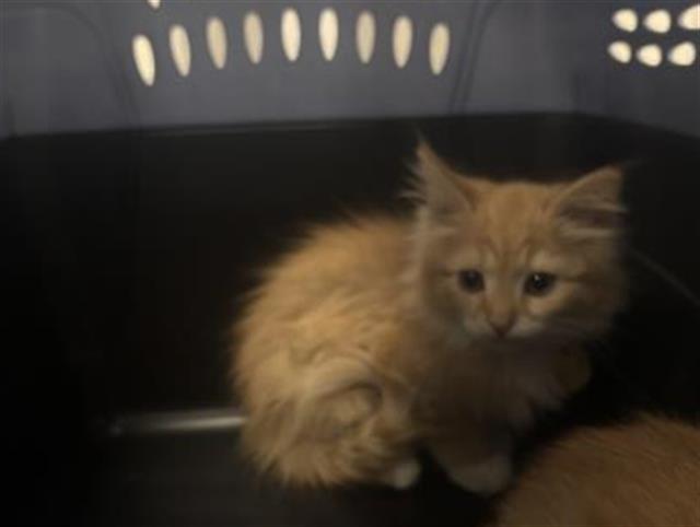 Celeste - Female - Domestic MH