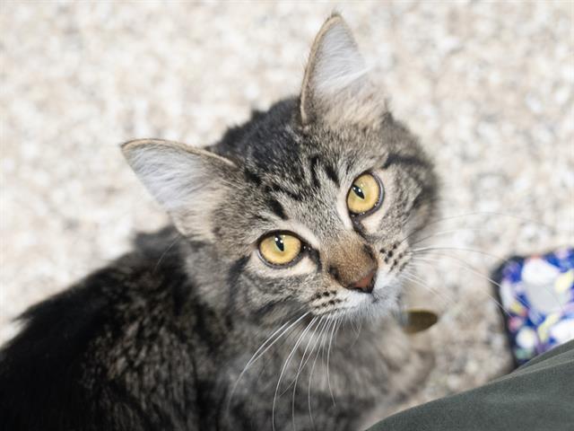 Montana - Female - Domestic SH