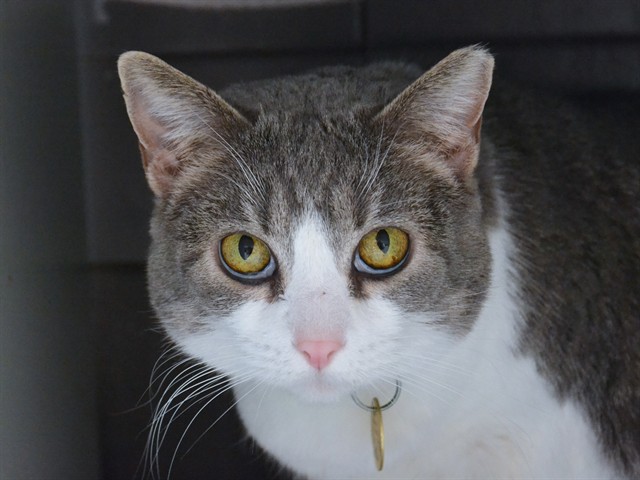 Sweet Pea - Female - Domestic SH