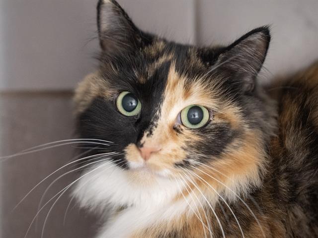 Watercolor - Female - Domestic LH