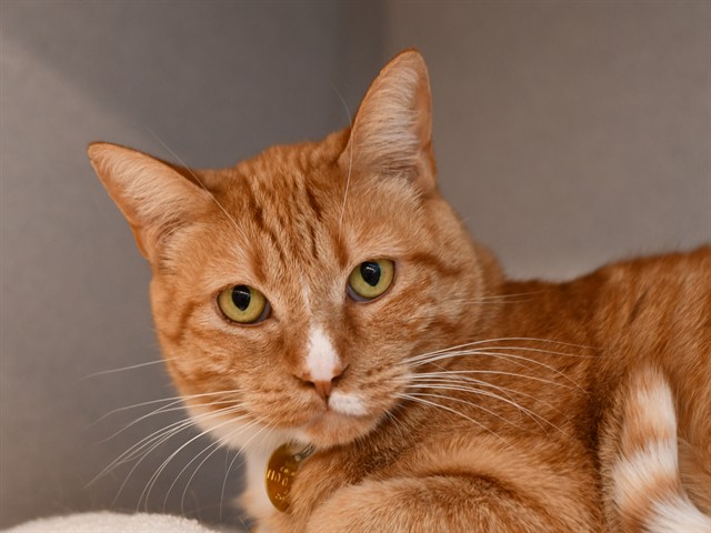 Lan - Male - Domestic SH