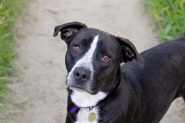 Bentley - Male - Labrador Retriever-Mix